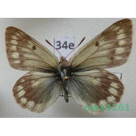 Colias cocandica Erschoff, 1874 Tadjikistan34e